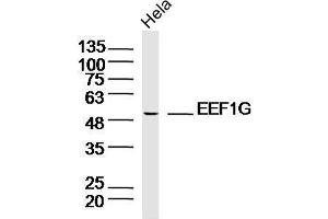 Lane 1: HeLa lysates probed with EEF1G Polyclonal Antibody, Unconjugated  at 1:300 overnight at 4˚C. (EEF1G antibody  (AA 251-350))