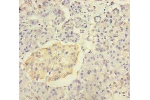 Immunohistochemistry of paraffin-embedded human pancreatic tissue using ABIN7156327 at dilution of 1:100 (Insulin antibody  (AA 25-110))