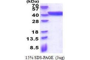 SDS-PAGE (SDS) image for Acyl-CoA Dehydrogenase Family, Member 8 (Acad8) (AA 23-415) protein (His tag) (ABIN5778387) (Acad8 Protein (AA 23-415) (His tag))