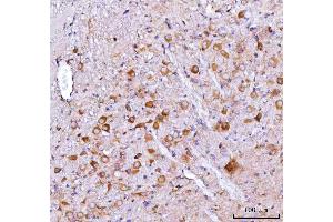 IHC analysis of Nms using anti-Nms antibody (ABIN7601460).