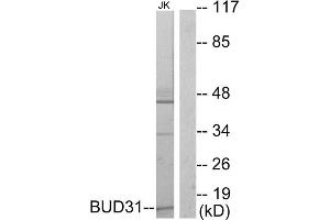 Western blot analysis of extracts from Jurkat cells, using BUD31 antibody. (BUD31 antibody  (N-Term))