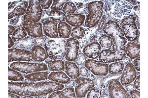 IHC-P Image FRS2 antibody detects FRS2 protein at cytoplasm on mouse kidney by immunohistochemical analysis.