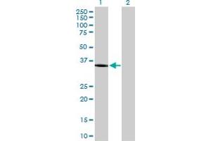 Western Blot analysis of AKR1C1 expression in transfected 293T cell line by AKR1C1 MaxPab polyclonal antibody. (AKR1C1 antibody  (AA 1-323))