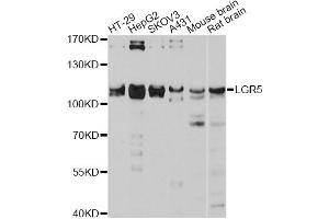 Western blot analysis of extracts of various cell lines, using LGR5 antibody (ABIN5998132) at 1:3000 dilution. (LGR5 antibody)