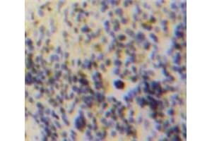 IHC-P analysis of Spleen tissue, with DAB staining. (FGL2 antibody  (AA 20-432))