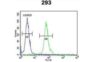Flow cytometric analysis of 293 cells using DFFB / CAD Antibody (N-term) Cat.