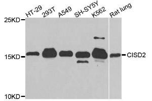 Western blot analysis of extracts of various cell lines, using CISD2 antibody. (CISD2 antibody  (AA 61-135))