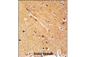 ANKFY1 Antibody (C-term) (ABIN650902 and ABIN2839988) immunohistochemistry analysis in formalin fixed and paraffin embedded human brain tissue followed by peroxidase conjugation of the secondary antibody and DAB staining. (ANKFY1 antibody  (C-Term))