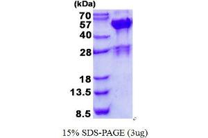 SH3-Domain GRB2-Like Endophilin B2 (SH3GLB2) protein (His tag)