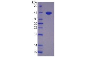 SDS-PAGE of Protein Standard from the Kit (Highly purified E. (VGF ELISA Kit)
