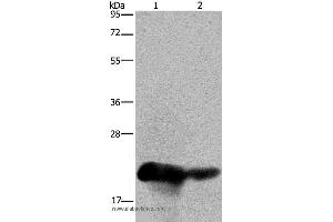 Western blot analysis of Human placenta and breast infiltrative duct tissue, using CSH1 Polyclonal Antibody at dilution of 1:200 (CSH1 antibody)