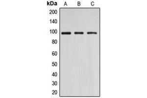 Western blot analysis of DNMT3B expression in A549 (A), COS7 (B), HeLa (C) whole cell lysates. (DNMT3B antibody  (N-Term))