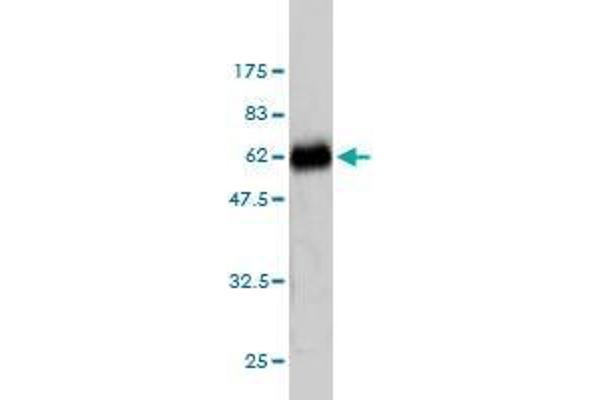 ZNF174 antibody  (AA 1-234)