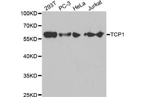 Western blot analysis of extracts of various cell lines, using TCP1 antibody (ABIN5971010) at 1/1000 dilution. (TCP1 alpha/CCTA antibody)