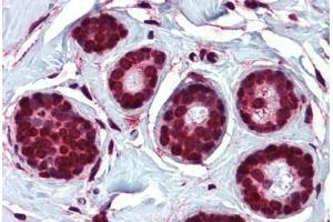 Anti-ELOVL5 antibody  ABIN960767 IHC staining of human breast. (ELOVL5 antibody  (N-Term))
