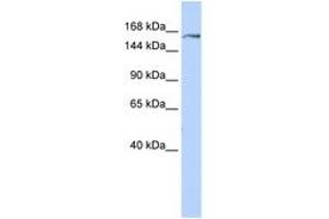 Image no. 1 for anti-Glutamyl-Prolyl-tRNA Synthetase (EPRS) (AA 1440-1489) antibody (ABIN6740954) (EPRS antibody  (AA 1440-1489))