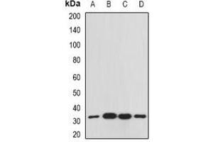 Western blot analysis of RACK1 expression in Raji (A), Hela (B), mouse spleen (C), mouse liver (D) whole cell lysates. (GNB2L1 antibody)