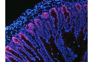 anti-Solute Carrier Family 12 (Potassium-Chloride Transporter) Member 2 (SLC12A2) (AA 889-943) antibody