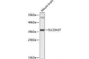 Western blot analysis of extracts of Mouse brain using SLC25A27 Polyclonal Antibody at dilution of 1:3000. (SLC25A27 antibody)