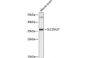 Western blot analysis of extracts of Mouse brain using SLC25A27 Polyclonal Antibody at dilution of 1:3000. (SLC25A27 antibody)