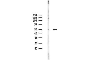 anti-STAM Binding Protein-Like 1 (STAMBPL1) antibody