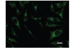 Immunostaining analysis in HeLa cells. (PAX8 antibody)