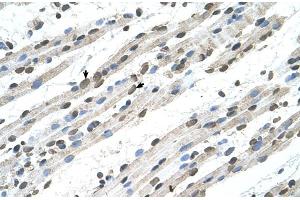 Human Muscle (RCE1/FACE2 antibody  (N-Term))
