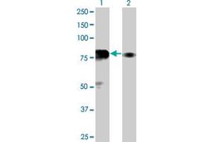Western Blot analysis of SP100 expression in transfected 293T cell line by SP100 monoclonal antibody (M02), clone 1G6. (SP100 antibody  (AA 1-98))