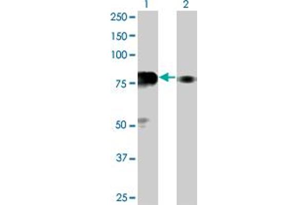SP100 anticorps  (AA 1-98)