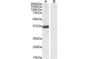 ABIN190768 (0. (PTF1A antibody  (Internal Region))