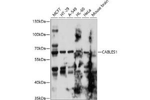 Western blot analysis of extracts of various cell lines, using C antibody  at 1:1000 dilution. (CABLES1 antibody  (AA 1-368))