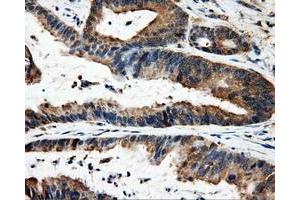 Immunohistochemistry (IHC) image for anti-Fumarylacetoacetate Hydrolase Domain Containing 2A (FAHD2A) antibody (ABIN1498184) (FAHD2A antibody)