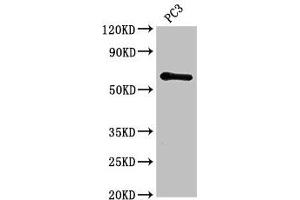 Western Blot Positive WB detected in: PC-3 whole cell lysate All lanes: HRH1 antibody at 2. (HRH1 antibody  (AA 211-416))