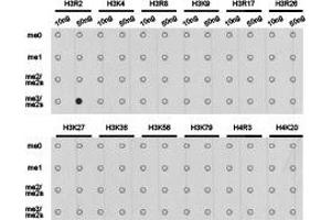Dot-blot analysis of all sorts of methylation peptides using H3R2me2s antibody. (Histone 3 antibody  (H3R2me2s))