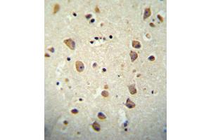 CNTN2 antibody immunohistochemistry analysis in formalin fixed and paraffin embedded human brain tissue followed by peroxidase conjugation of the secondary antibody and DAB staining. (CNTN2 antibody  (AA 293-321))