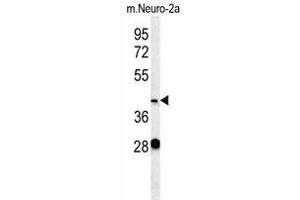 VASH2 Antibody (C-term) (ABIN657877 and ABIN2846833) western blot analysis in mouse Neuro-2a cell line lysates (35 μg/lane). (Vasohibin 2 antibody  (C-Term))