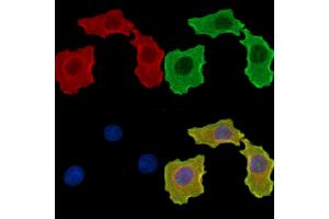 ABIN7095827 and ABIN7099889 staining HepG2 cells by IF/ICC. (ICEF1 antibody)