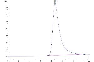 The purity of Human IL-13 is greater than 95 % as determined by SEC-HPLC. (IL-13 Protein (AA 21-132) (His-Avi Tag))
