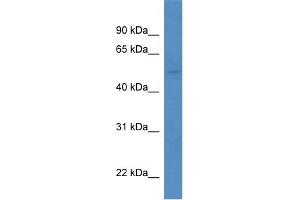 WB Suggested Anti-Kcnk5 Antibody   Titration: 1. (KCNK5 antibody  (Middle Region))