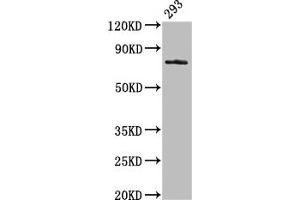 Western Blot Positive WB detected in: 293 whole cell lysate All lanes: GAS6 antibody at 3.