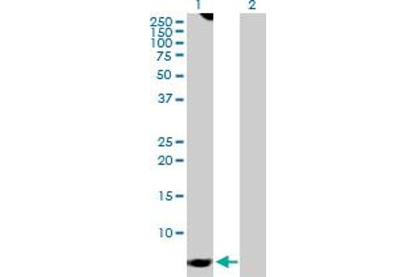 GNG7 antibody  (AA 1-68)