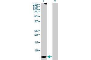 Western Blot analysis of GNG7 expression in transfected 293T cell line by GNG7 MaxPab polyclonal antibody. (GNG7 antibody  (AA 1-68))