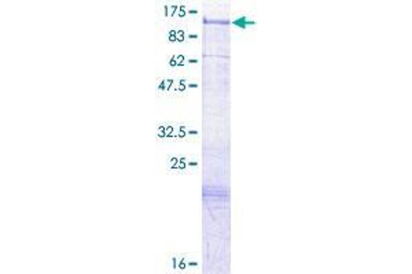 SGIP1 Protein (AA 1-859) (GST tag)