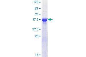 ASF1A Protein (AA 1-204) (GST tag)