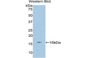 Western Blotting (WB) image for anti-Erythropoietin (EPO) (AA 82-192) antibody (ABIN1858731) (EPO antibody  (AA 82-192))