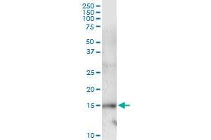 Immunoprecipitation of UBE2L6 transfected lysate using anti-UBE2L6 MaxPab rabbit polyclonal antibody and Protein A Magnetic Bead , and immunoblotted with UBE2L6 MaxPab mouse polyclonal antibody (B01) . (UBE2L6 antibody  (AA 1-153))