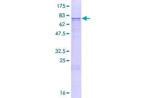 Leukocyte Immunoglobulin-Like Receptor, Subfamily A (With TM Domain), Member 4 (LILRA4) (AA 1-499) protein (GST tag)