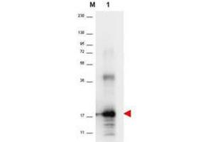 Image no. 1 for anti-Interleukin 33 (IL33) antibody (ABIN1102495) (IL-33 antibody)