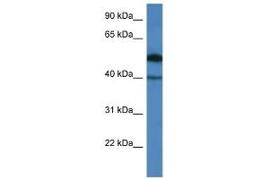 Western Blot showing C9orf64 antibody used at a concentration of 1. (C9orf64 antibody  (N-Term))