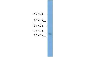 WB Suggested Anti-HRSP12 Antibody Titration: 0. (HRSP12 antibody  (N-Term))